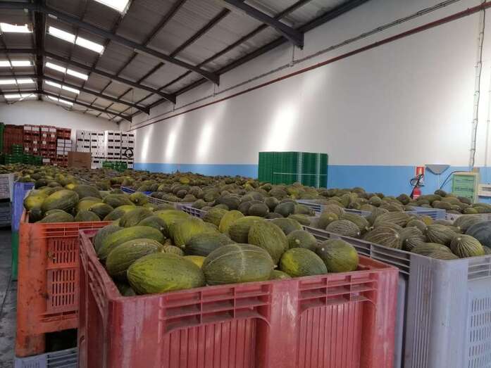 Excedente de melones (Foto TA)